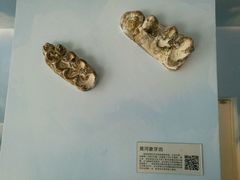 -中国第四纪冰川遗迹陈列馆