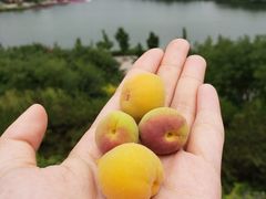-河北省园博园