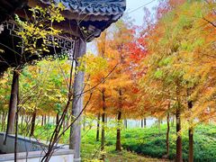 -上海海湾国家森林公园