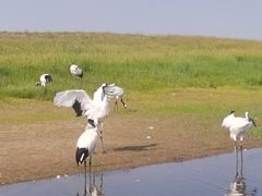 -黑龙江扎龙生态旅游区