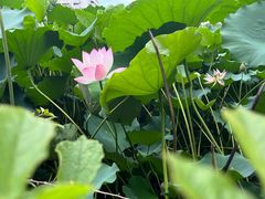 -荔湾湖公园