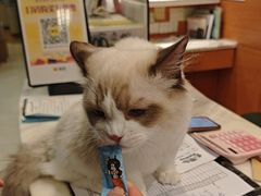 -瑞派申生动物医院·24H夜诊·国际动物医疗中心·骨外科(吴中路店)