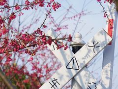 -合肥滨湖国家森林公园