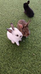 -萌宠亲子动物乐园(槐房万达店)