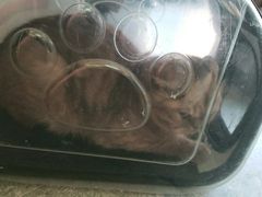 -安安宠医·安宠宠物医院