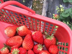-胜丰草莓采摘园
