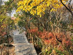 -紫金山山顶公园