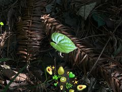 -贵州省植物园