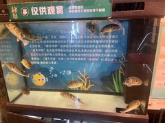 -肆月河豚·淮扬菜·湘菜(华天店)
