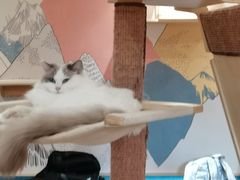 -滚猫咖啡·猫咖·猫友好撸猫(未来城店)