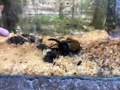 -上海大自然野生昆虫馆(东方明珠·爬宠昆虫探索中心)