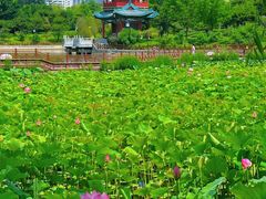 -迎泽公园
