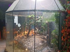 -上海大自然野生昆虫馆(东方明珠·爬宠昆虫探索中心)