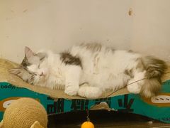 -猫大福·Fortune Cat猫舍(百子湾店)