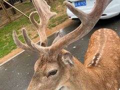-秦皇岛野生动物园