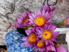 -循礼门鲜花花市(武汉循礼门店)