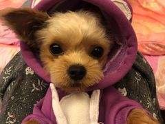 -爱诺耐芙动物医院(万博店)