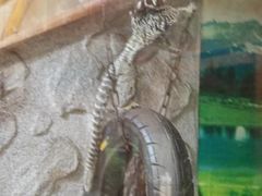 -上海大自然野生昆虫馆(东方明珠·爬宠昆虫探索中心)