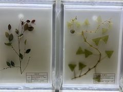 -广东中医药博物馆