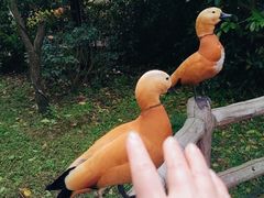 -上海野生动物园