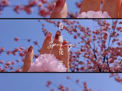 -高东镇樱花园