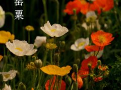 -国家植物园南园