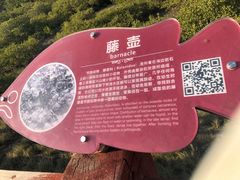 -北海金海湾红树林生态旅游区