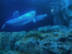 -珠海长隆海洋王国