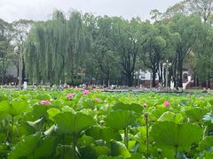 -四川大学(望江校区)
