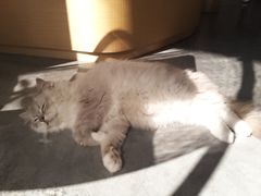 -瞄一喵猫咖(格力海岸店)