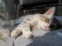 -平行世界·猫咖(首经贸店)