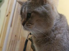 -猫色咖啡·猫咖