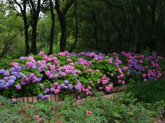 -西湖风景区-江洋畈生态公园