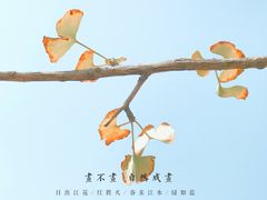 -千年银杏谷文化旅游区