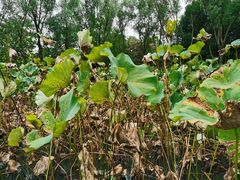 -合肥三国新城遗址公园