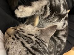 -猫咪派对(江南西店)