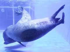 -海合安武汉极地海洋公园