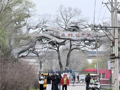 -绥化市森林植物园