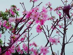 -聚龙山公园