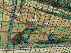 -羊亭河湿地公园