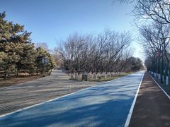 -大兴滨河森林公园