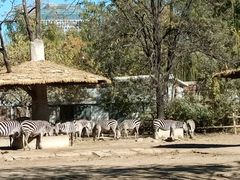-北京动物园-畅观楼