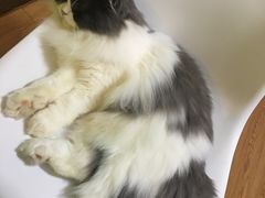 -李小姐の猫咖啡馆(五角场店)