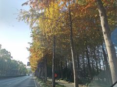 -上海长兴岛郊野公园