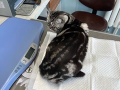 -纳吉亚猫专科动物诊疗中心(蒋宅口分院)