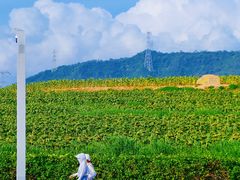 -光明小镇欢乐田园