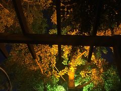 -Malena玛莲娜