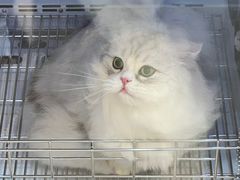 -佐罗家宠物馆·猫文化馆(紫霞路店)