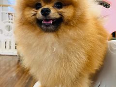 -柯斗斗主题餐厅·狗咖·围炉煮茶·茶饮(国瑞升平里店)