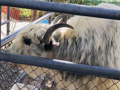 -长白岛森林公园